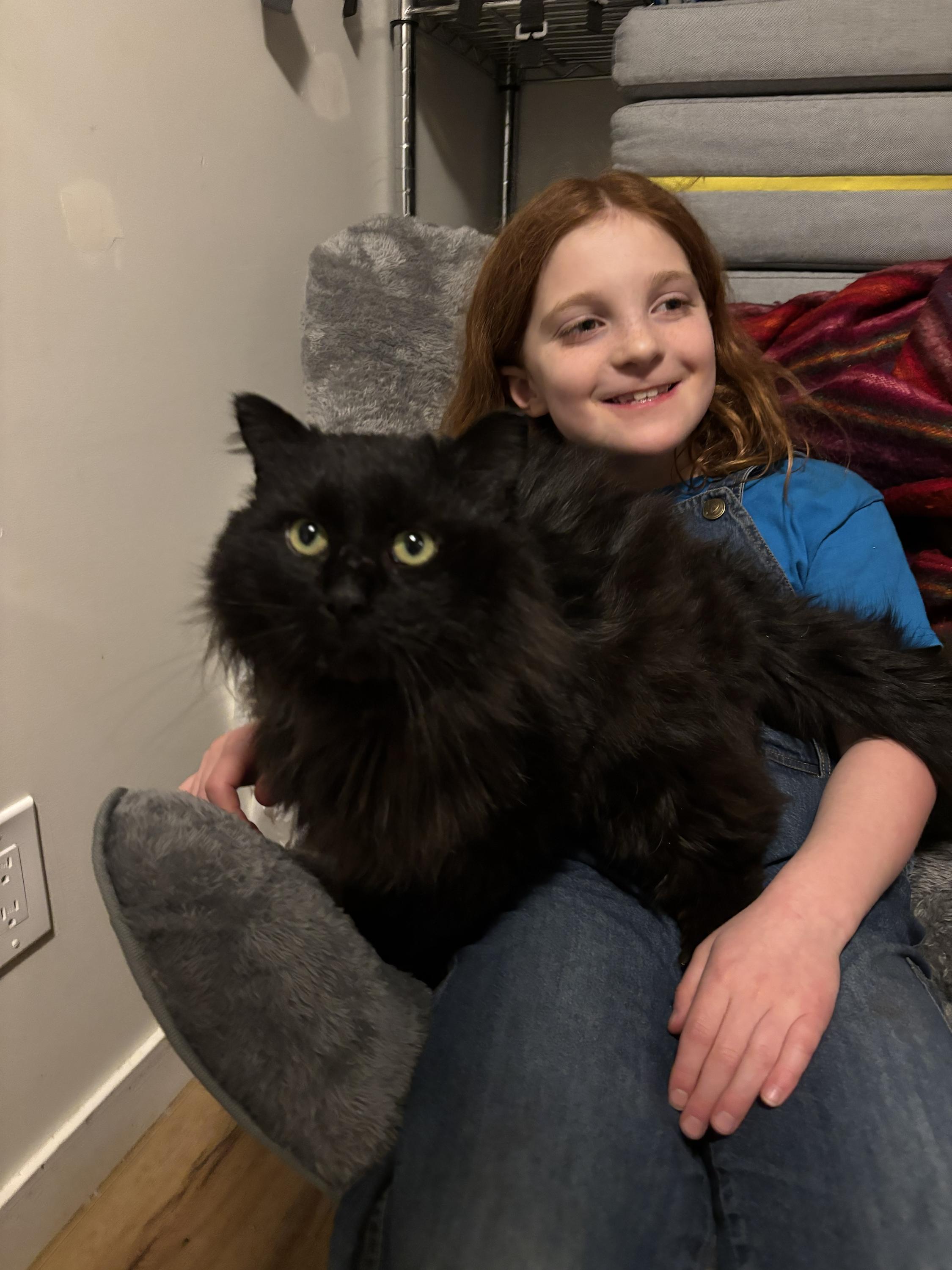 Junior, an adopted Domestic Long Hair in Wakefield, QC image 1/6