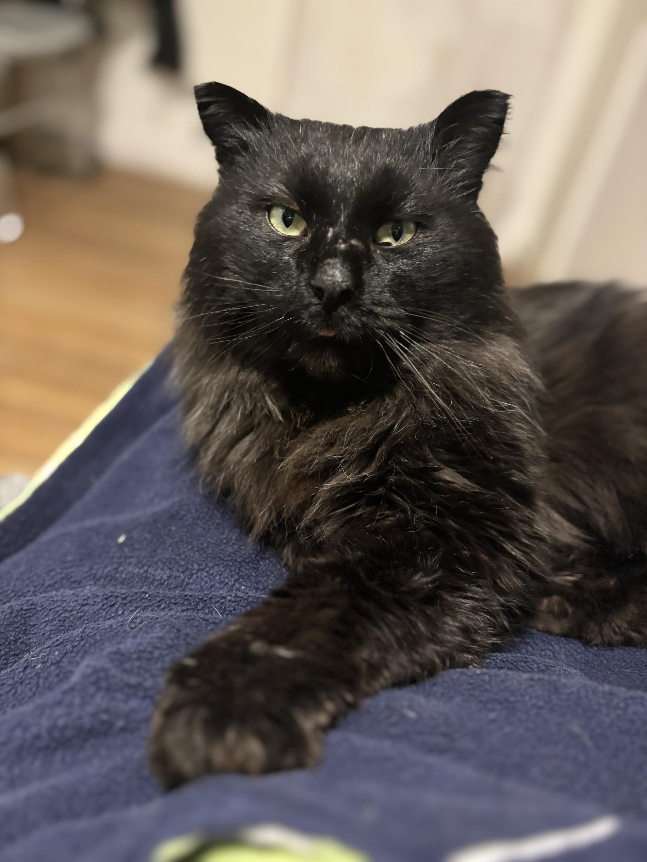 Junior, an adopted Domestic Long Hair in Wakefield, QC image 6/6