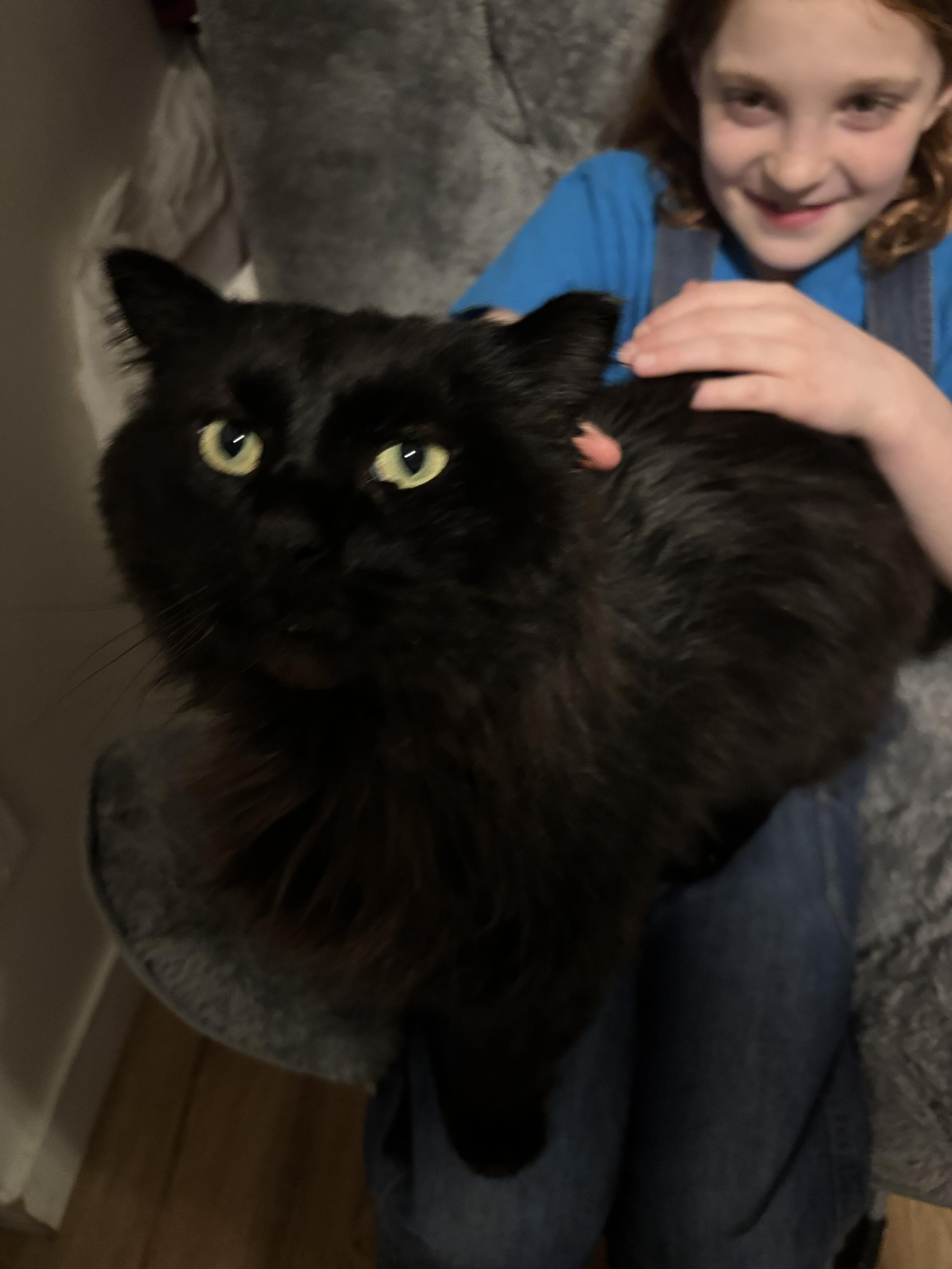Junior, an adopted Domestic Long Hair in Wakefield, QC image 5/6