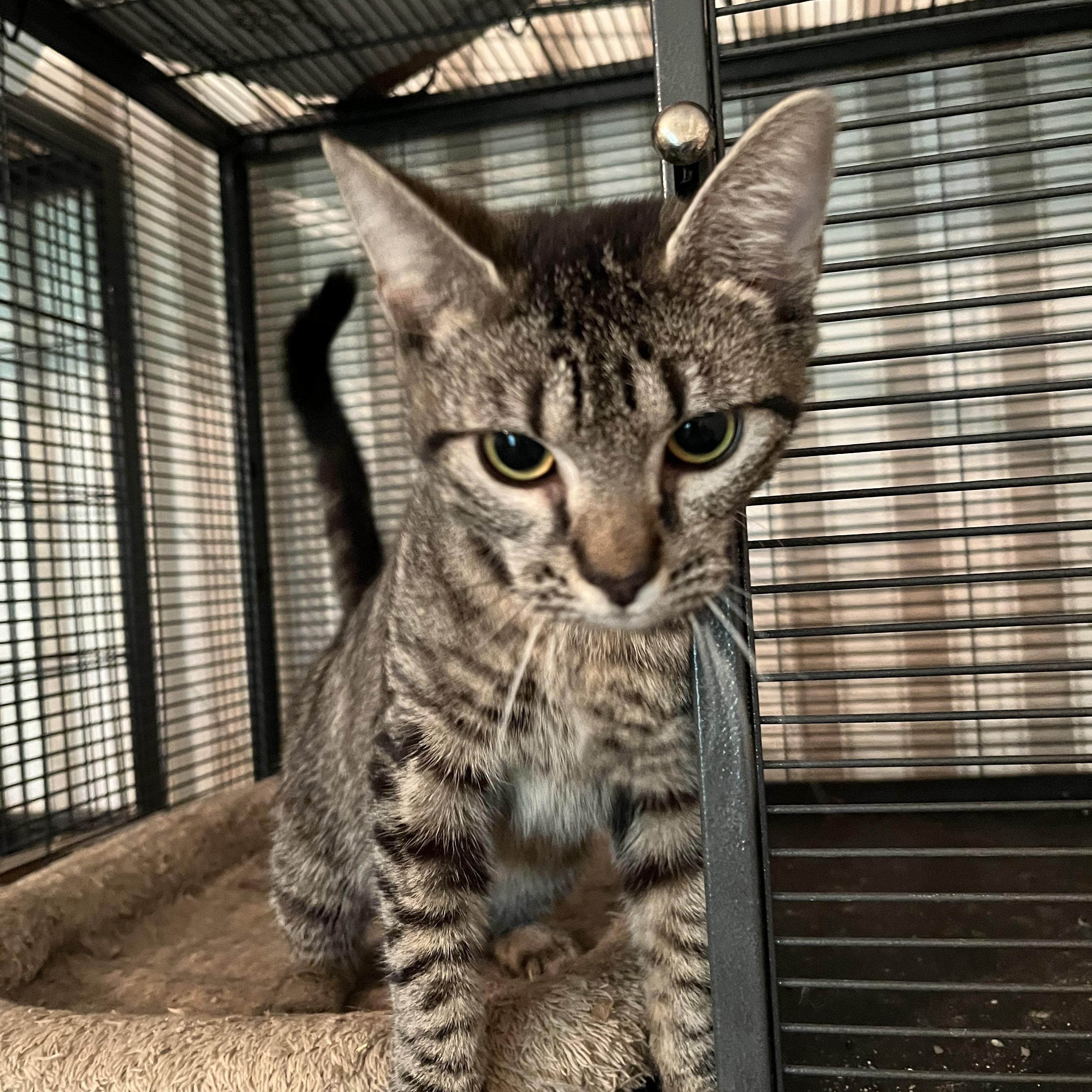 Cuddlebug, a Adoptable Tabby in Mobile, AL image 2/3