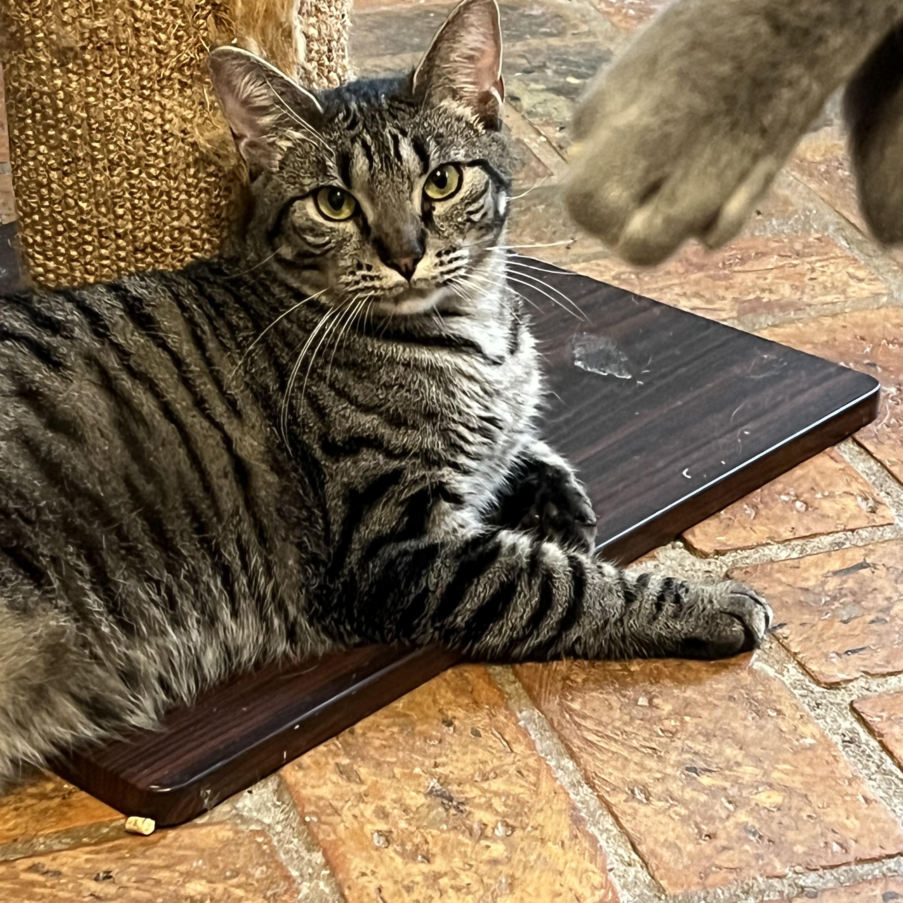 Enlarge Cuddlebug, a Adoptable Tabby in Mobile, AL image 1/2
