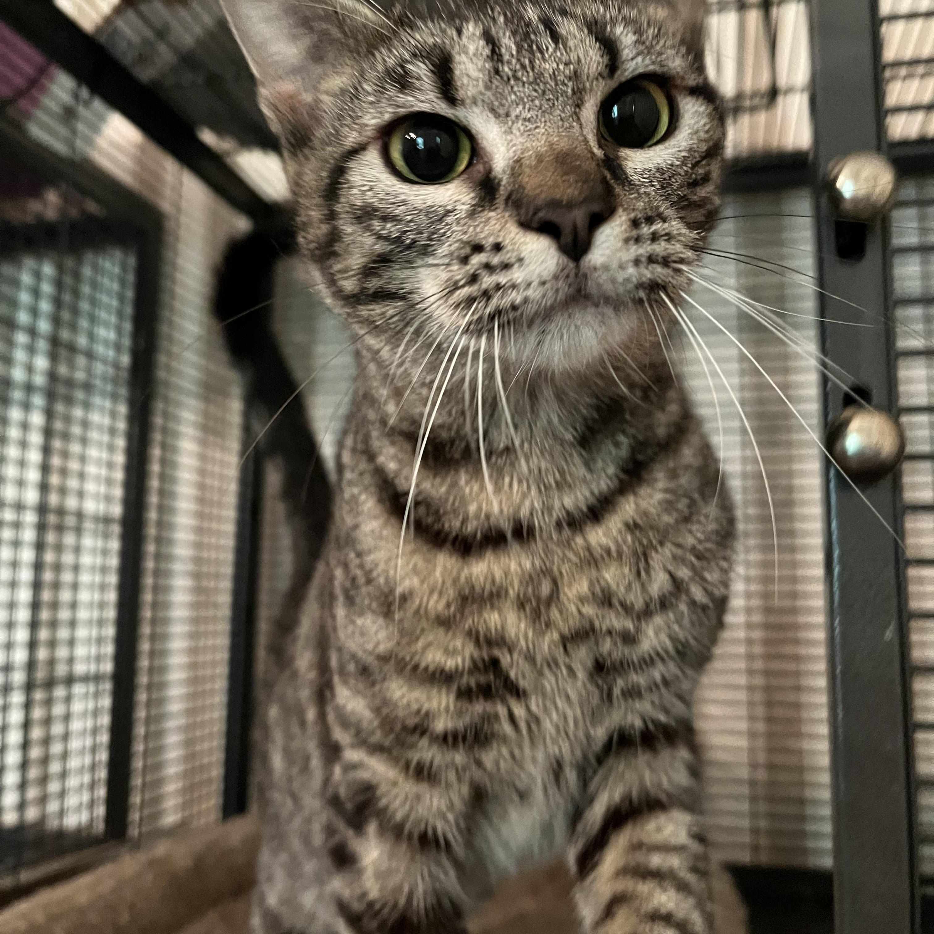 Cuddlebug, a Adoptable Tabby in Mobile, AL image 1/3