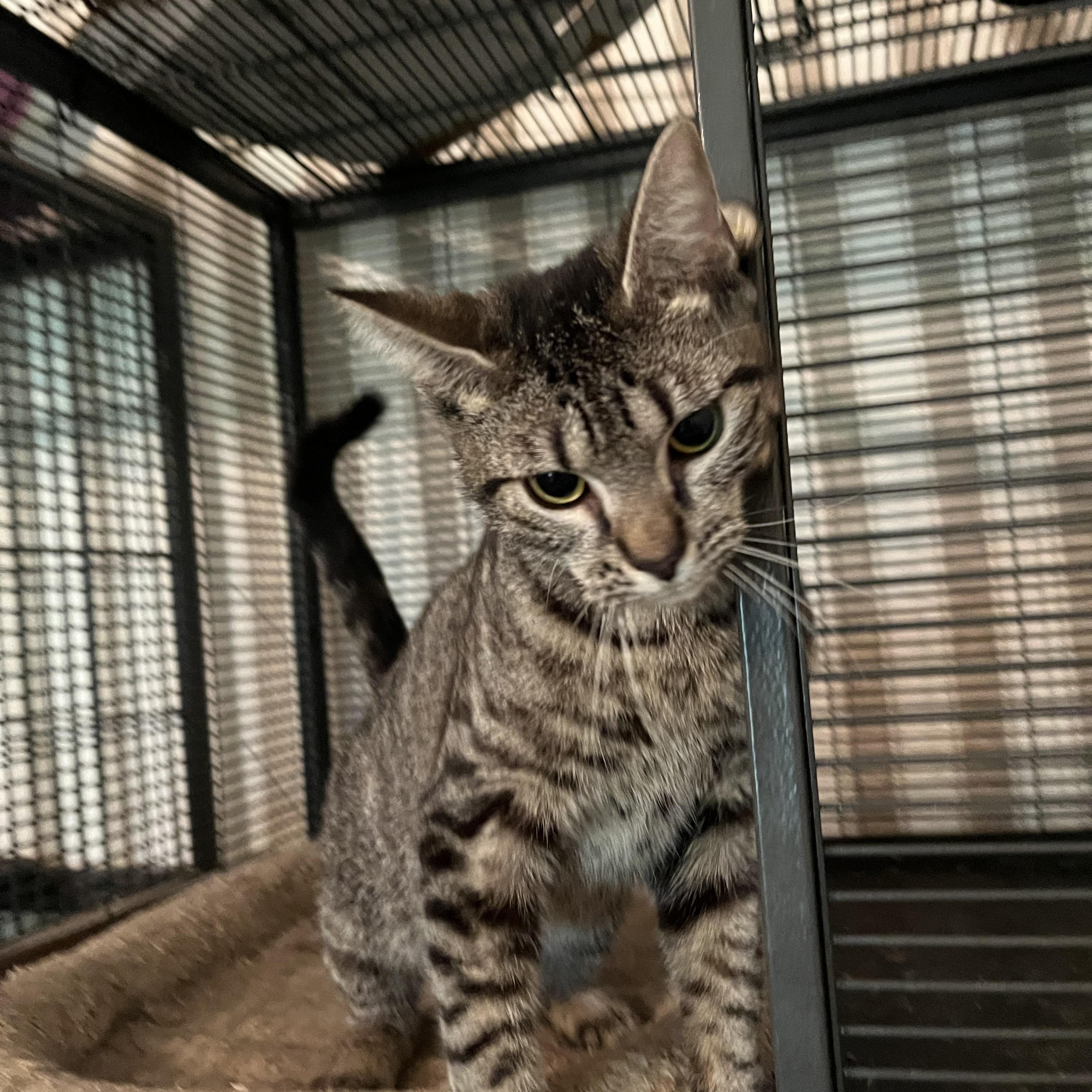 Cuddlebug, a Adoptable Tabby in Mobile, AL image 3/3