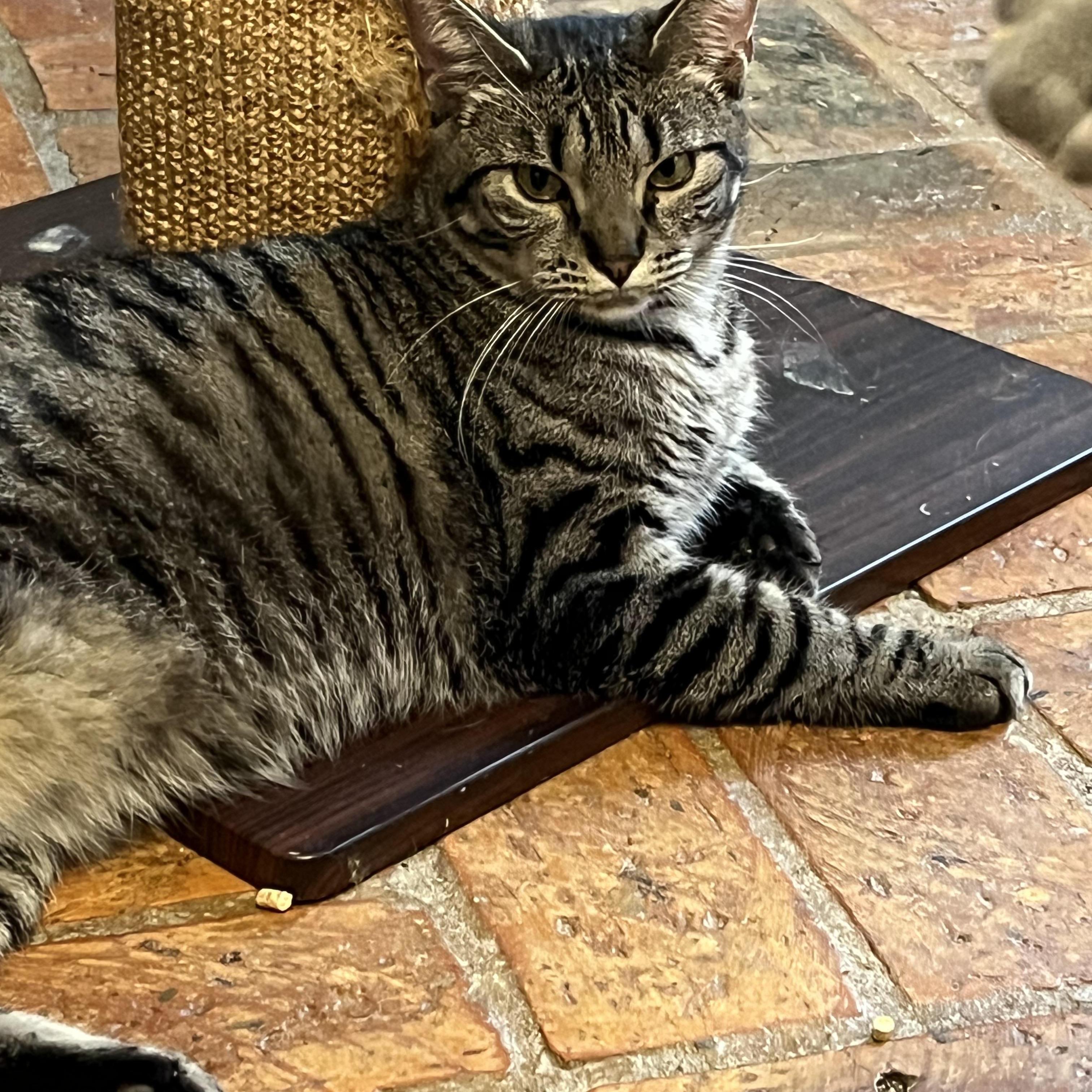 Enlarge Cuddlebug, a Adoptable Tabby in Mobile, AL image 2/2