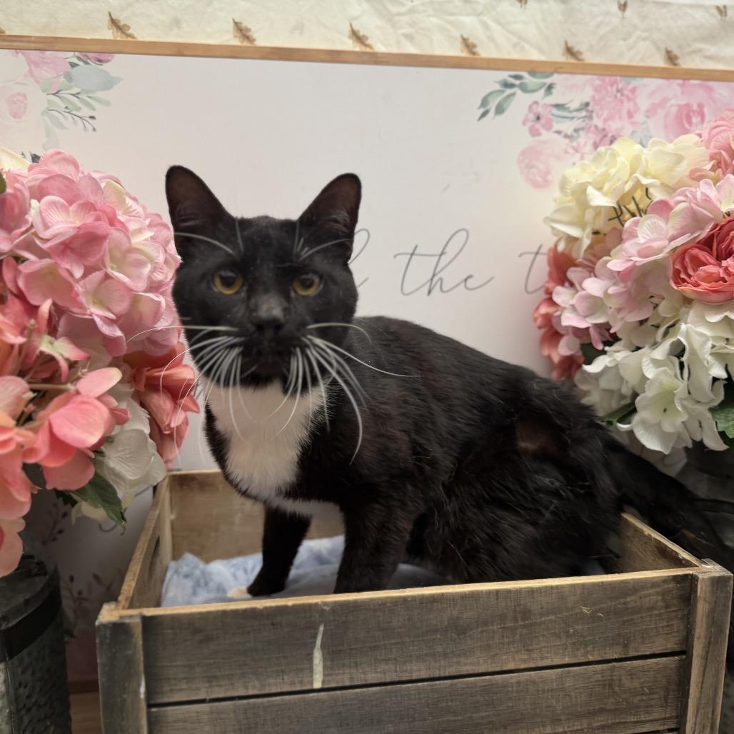 Enlarge Wade, a Adoptable American Shorthair in Newberg, OR image 1/1