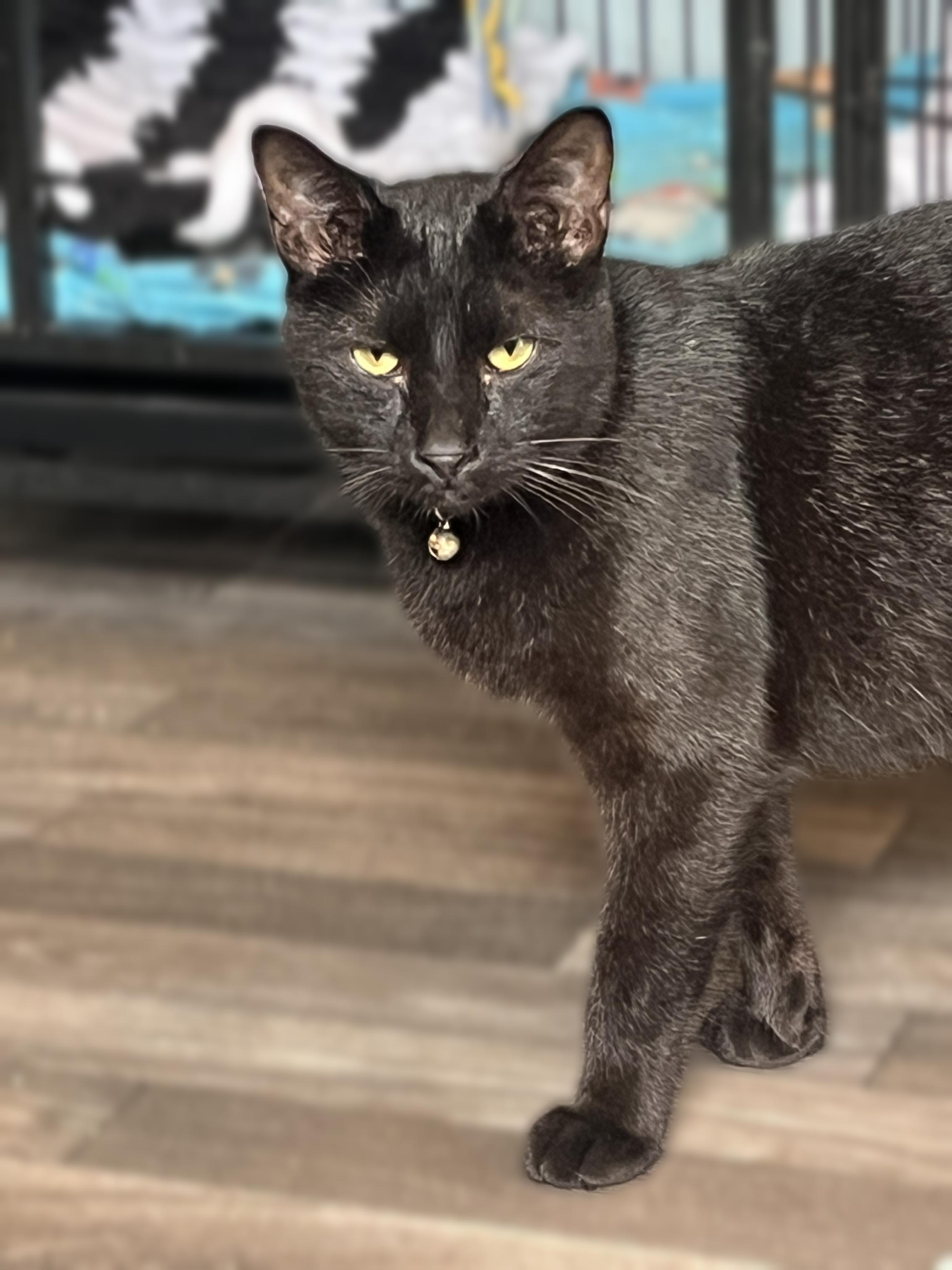 Aries, Adoptable, Adult Male American Shorthair.
