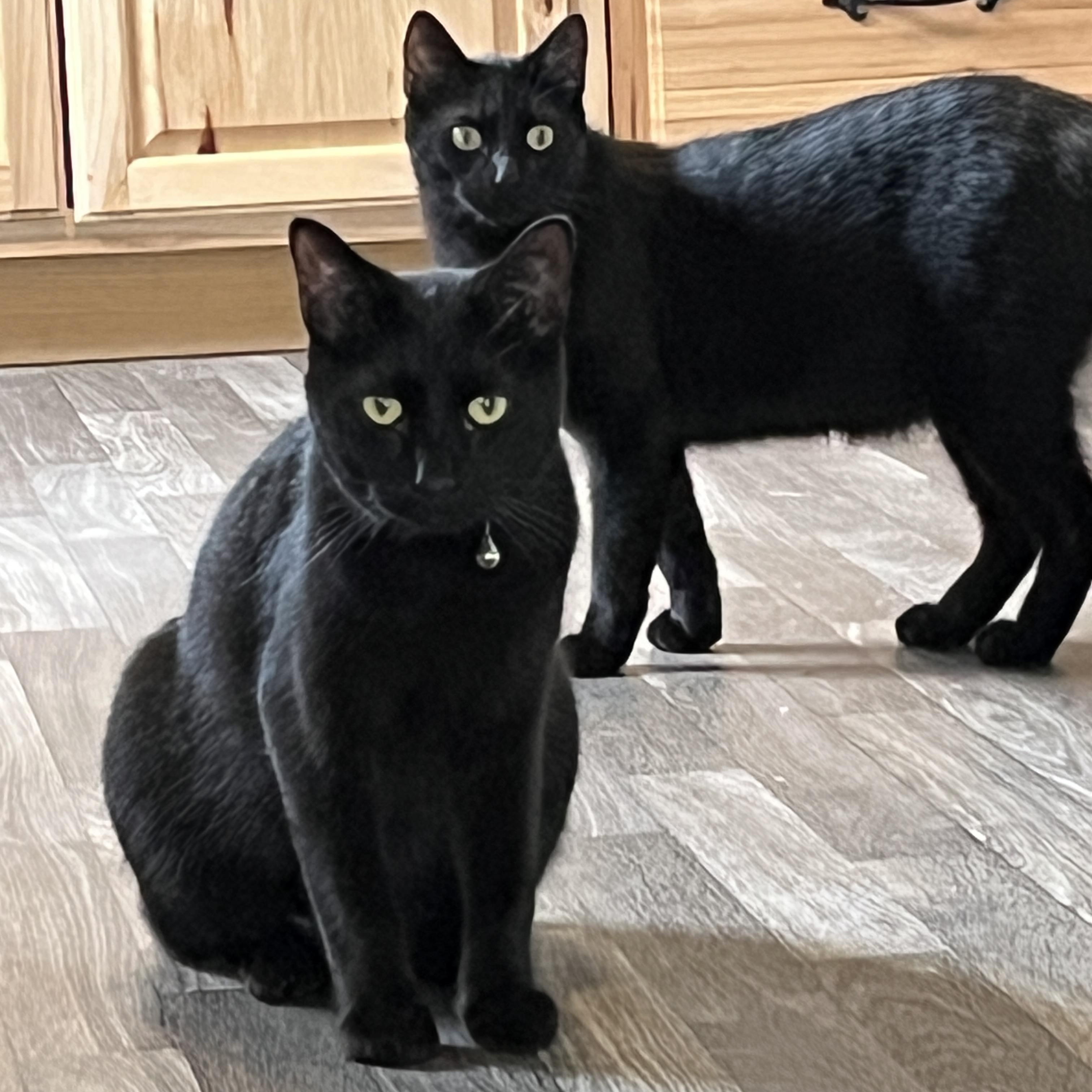 Aries, a Adoptable American Shorthair in New Blaine, AR image 2/2