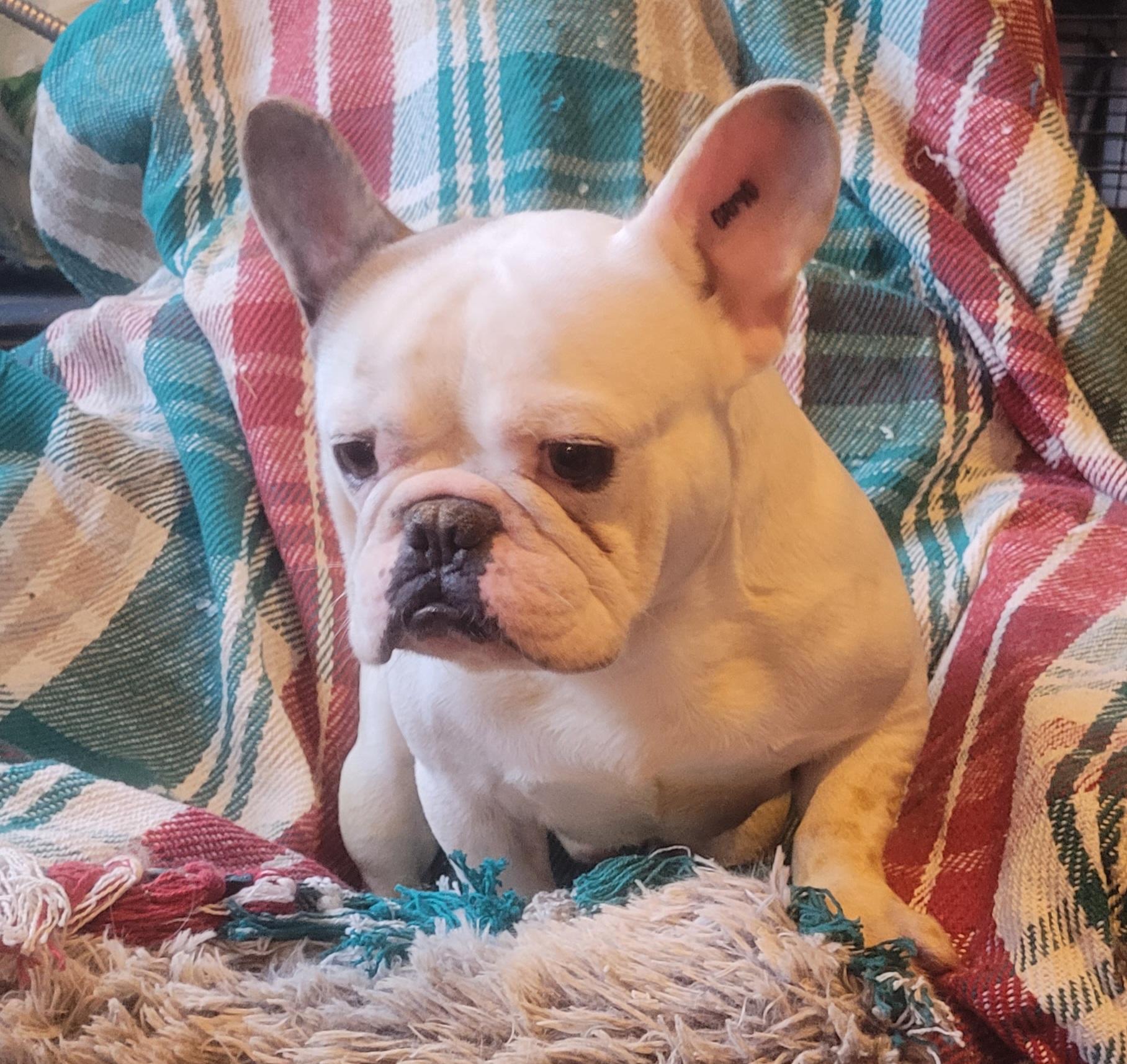 AXEL, adopted, Young Male French Bulldog.