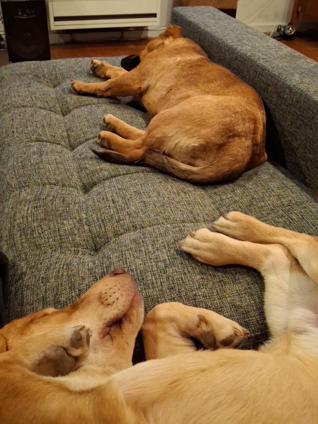 Enlarge Peggy & Bobby, a Adoptable mixed breed in Toluca Lake, CA image 6/6