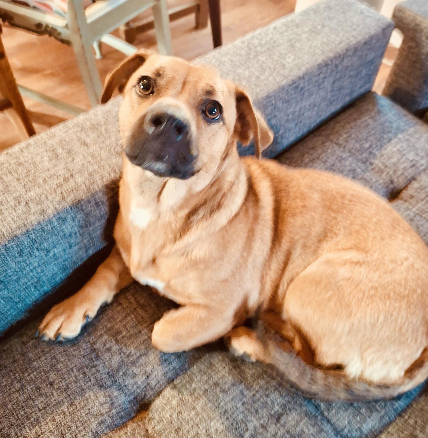 Enlarge Peggy & Bobby, a Adoptable mixed breed in Toluca Lake, CA image 2/6