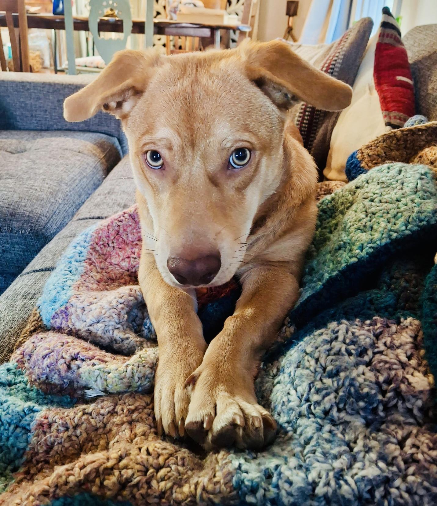 Enlarge Peggy & Bobby, a Adoptable mixed breed in Toluca Lake, CA image 4/6