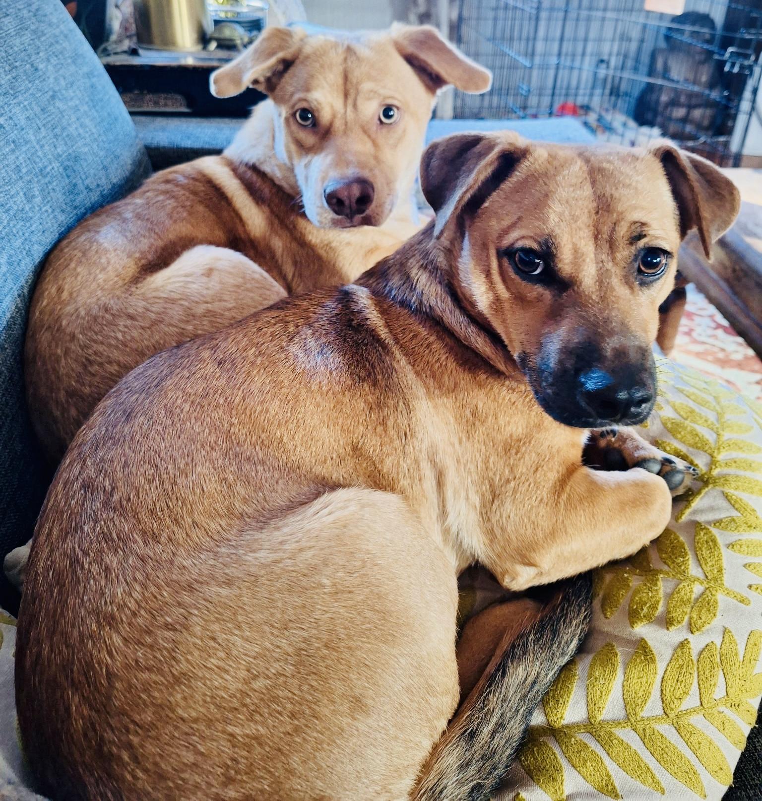 Peggy & Bobby, Adoptable, Young Female Basset Hound.
