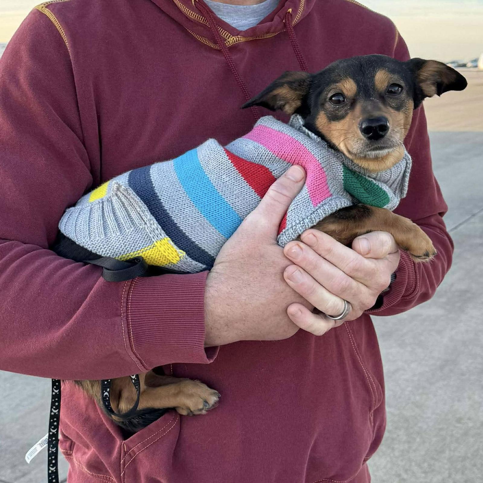 Hammy, Adoptable, Young Male Chihuahua & Dachshund.