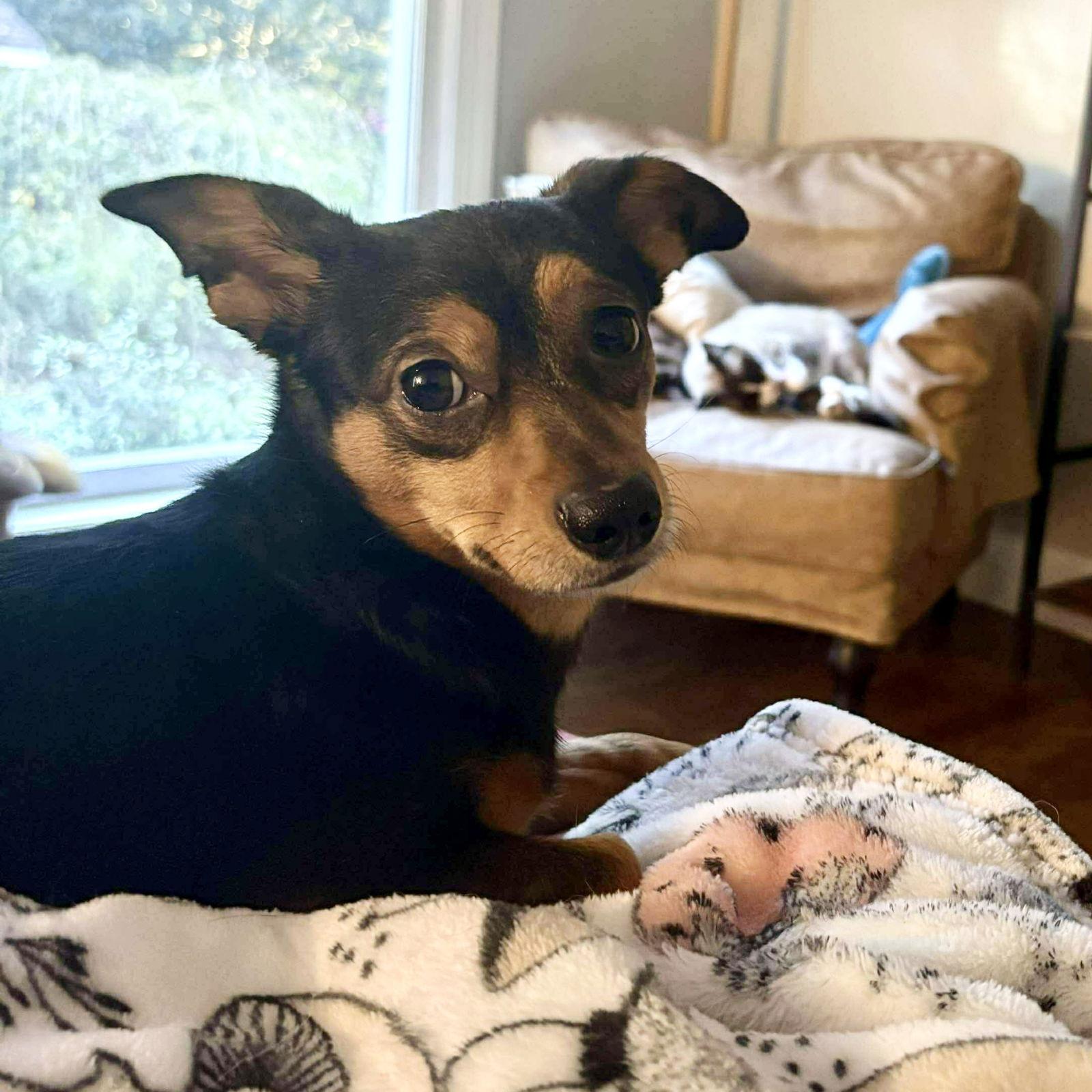 Hammy, a Adoptable mixed breed in Hillsborough , NC image 2/3