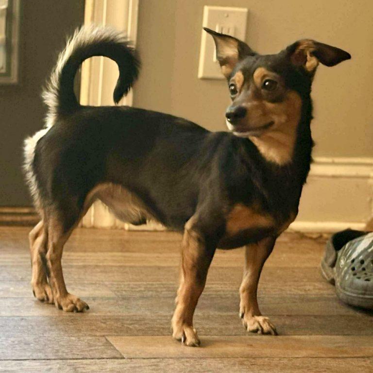 Hammy, a Adoptable mixed breed in Hillsborough , NC image 3/3