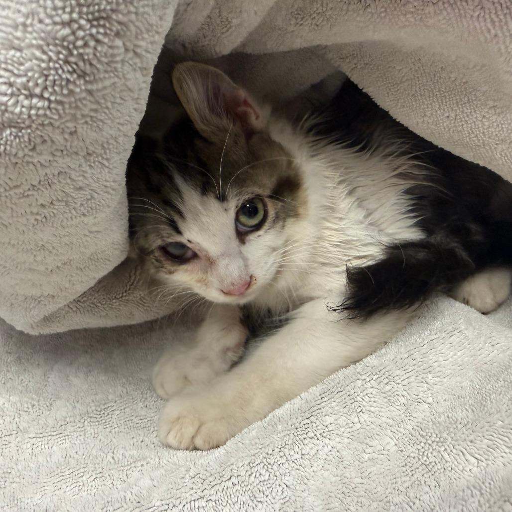 Stray Hold- Feraldo, Adoptable, Kitten Male Domestic Medium Hair.