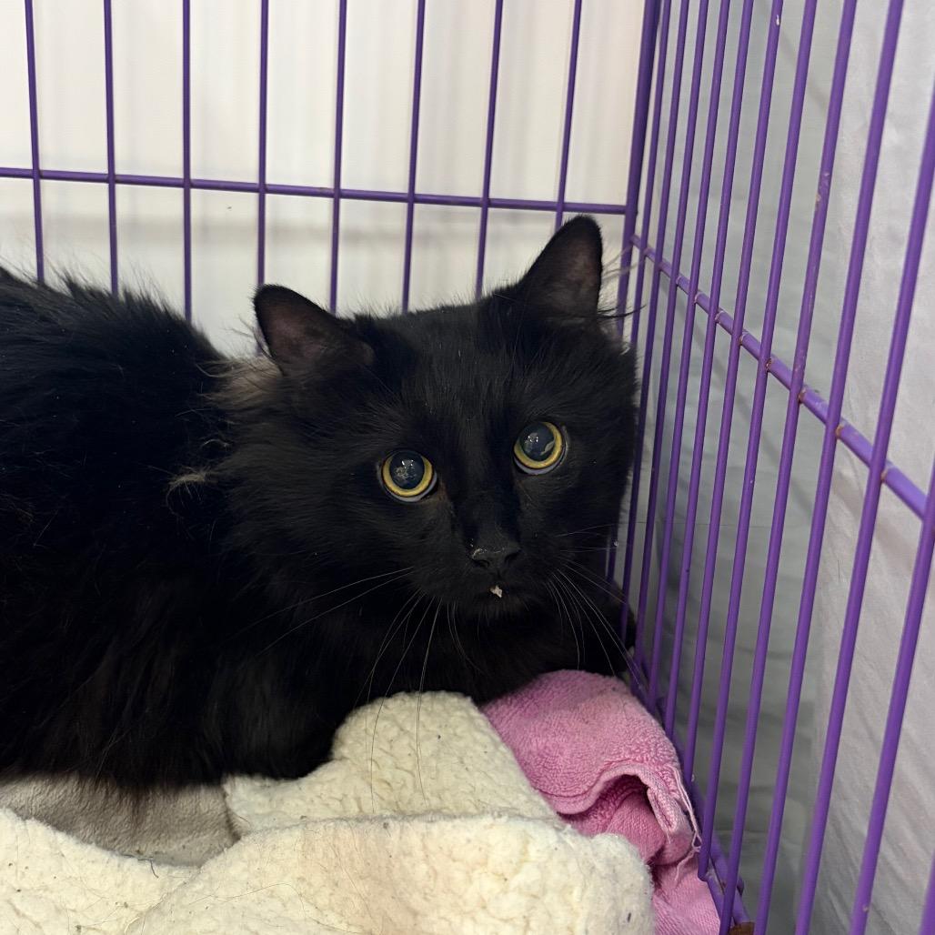 Enlarge Finley, a Adoptable Domestic Long Hair in Bedford, NH image 1/2