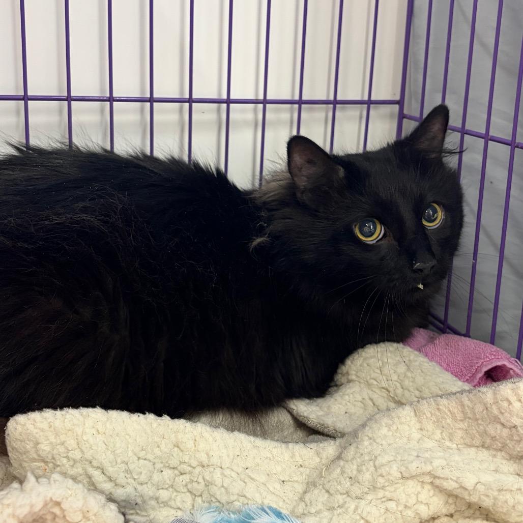 Enlarge Finley, a Adoptable Domestic Long Hair in Bedford, NH image 2/2