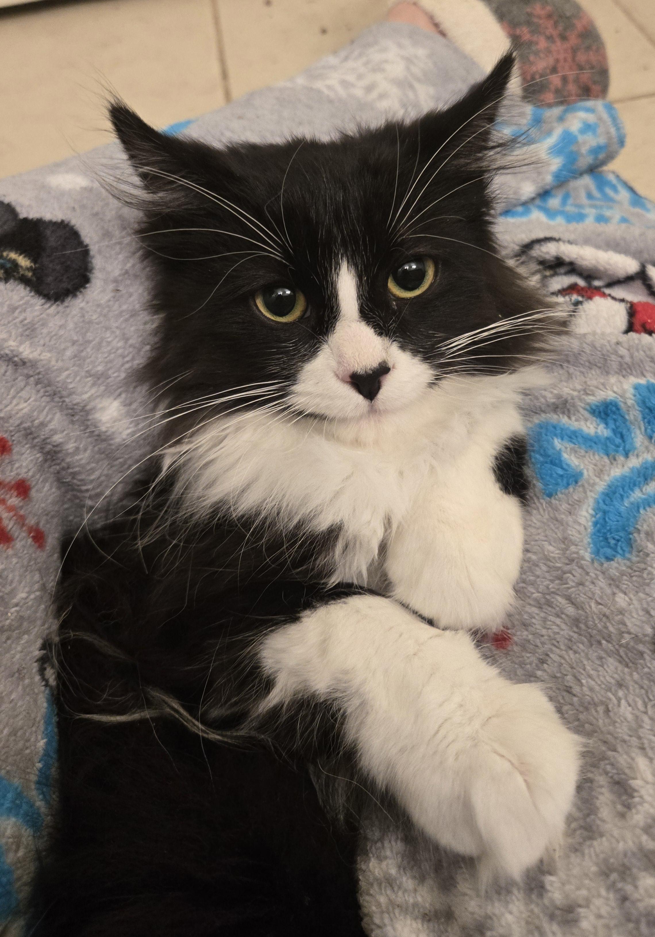 Little Lady and Maxwell (Bonded Brother and Sister), a Adoptable Tuxedo in Fullerton, CA image 1/4