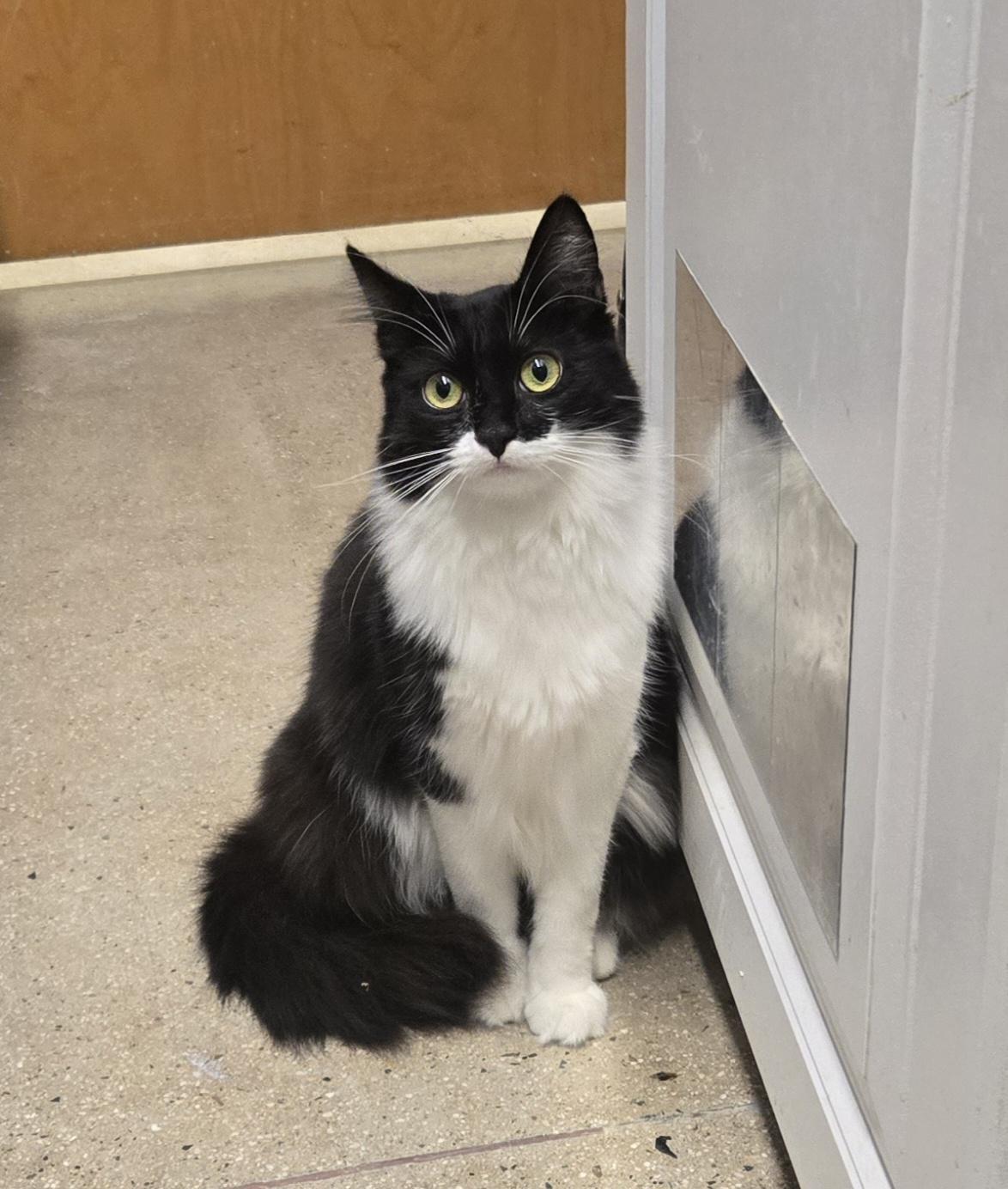 Little Lady and Maxwell (Bonded Brother and Sister), a Adoptable Tuxedo in Fullerton, CA image 3/4