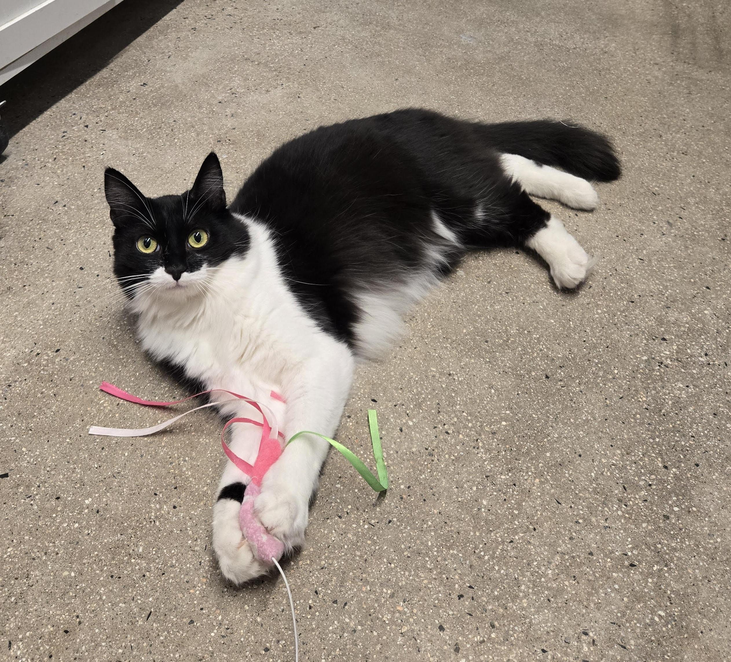 Little Lady , an adoption pending Tuxedo in Fullerton, CA image 1/2