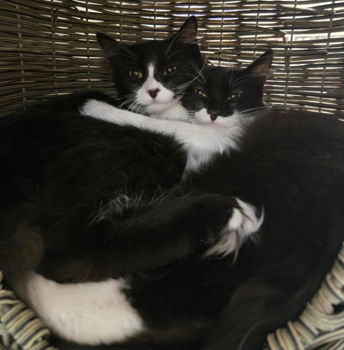 Little Lady and Maxwell (Bonded Brother and Sister), Adoptable, Young Male Tuxedo.