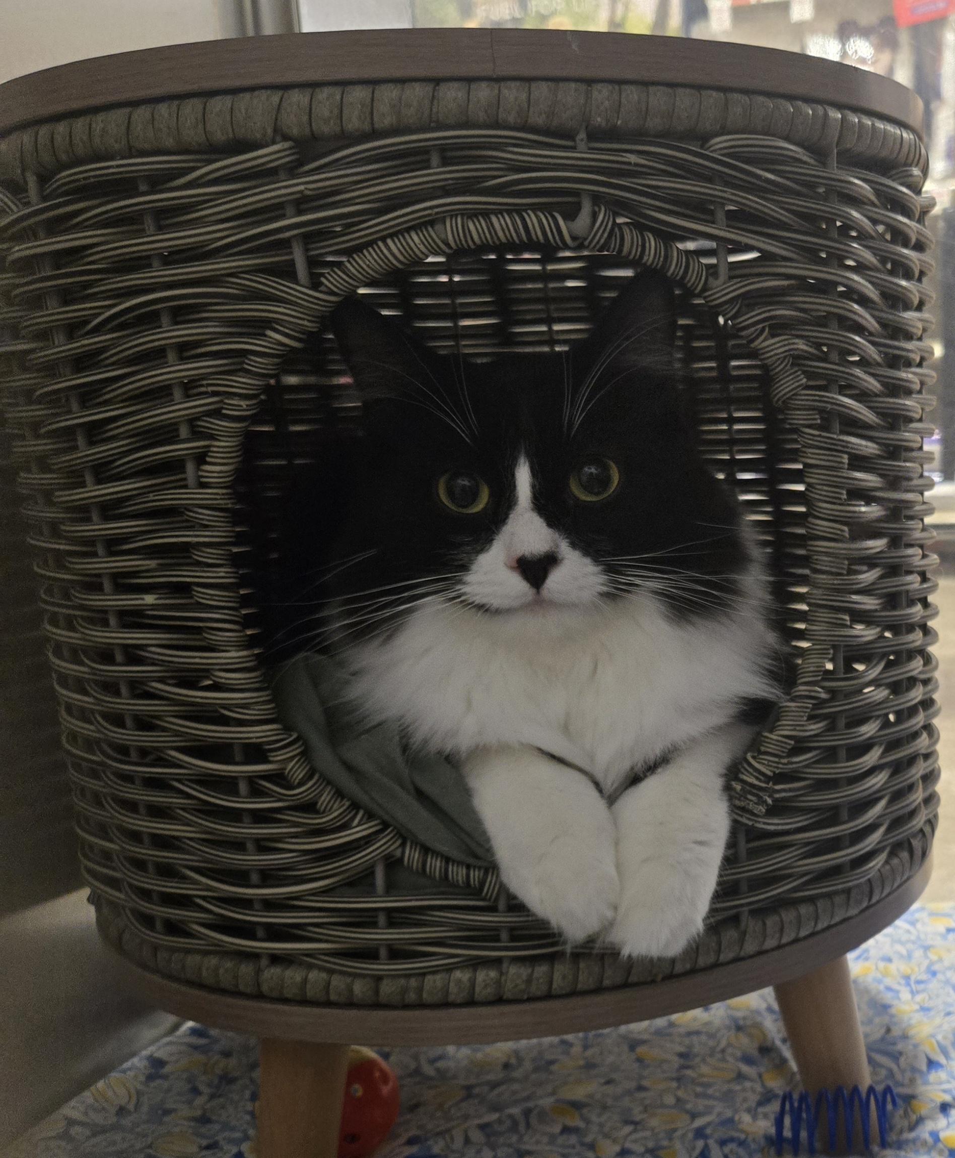 Little Lady and Maxwell (Bonded Brother and Sister), a Adoptable Tuxedo in Fullerton, CA image 4/4