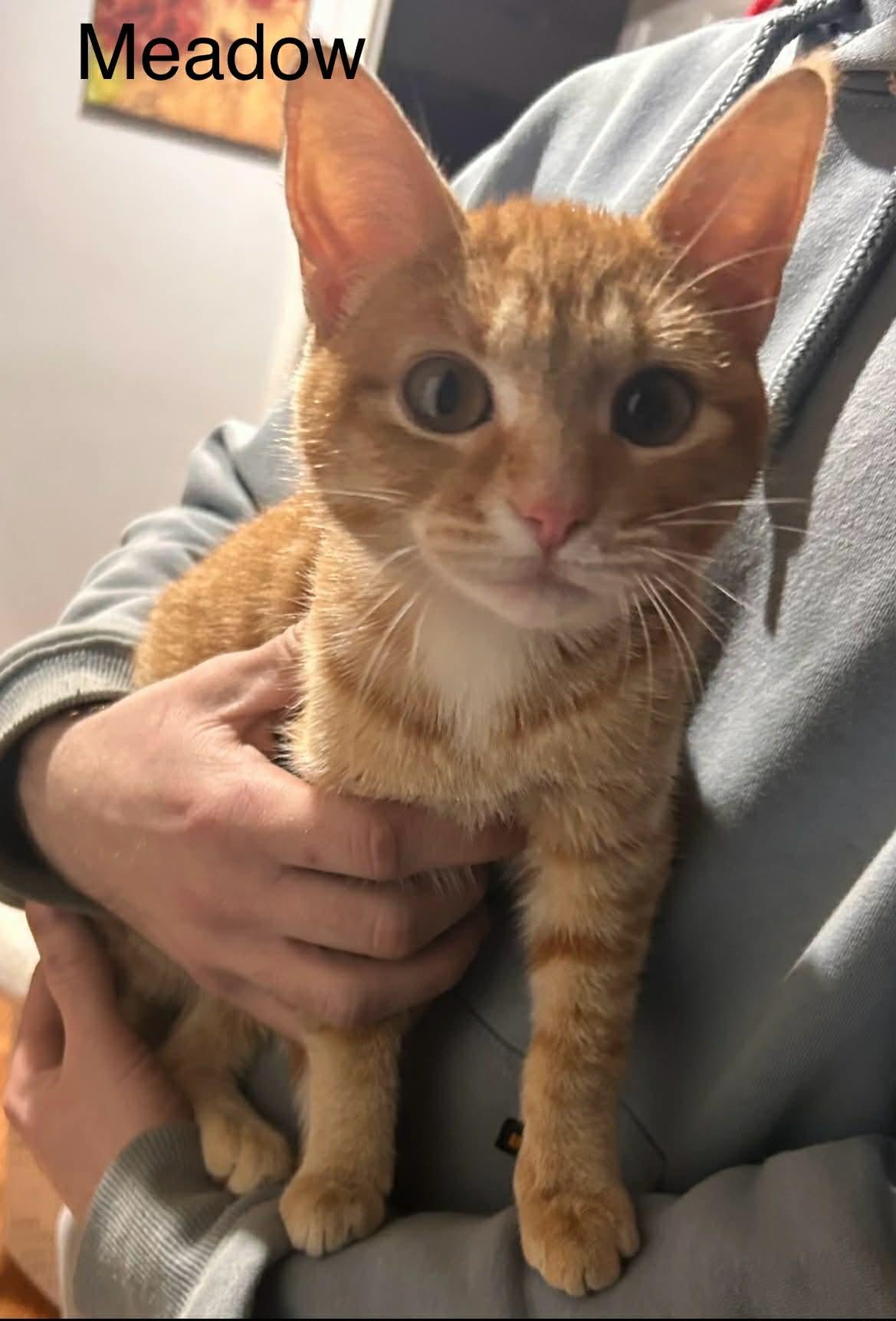 Enlarge Meadow @ Livonia PetSmart, a Adoptable Tabby in Livonia, MI image 2/3