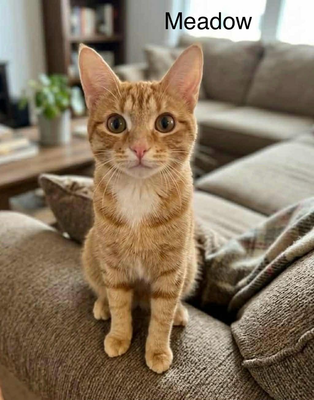 Enlarge Meadow @ Livonia PetSmart, a Adoptable Tabby in Livonia, MI image 1/3