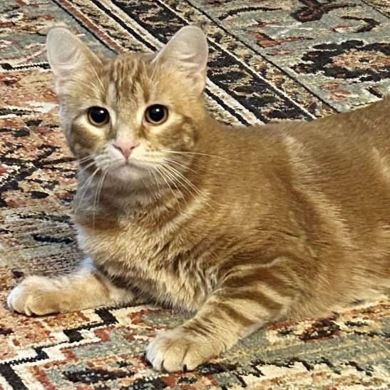 Enlarge Dandelion, a Adoptable Domestic Short Hair in Dover, DE image 1/12