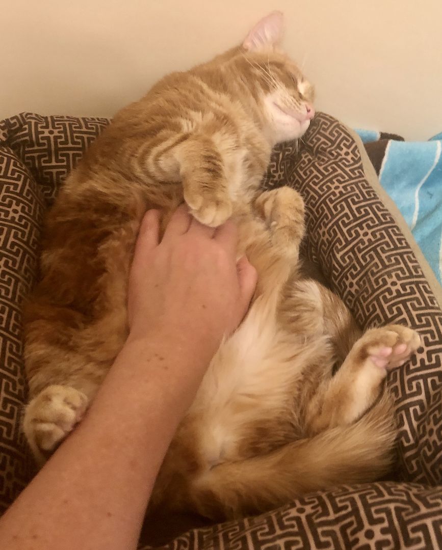 Enlarge Dandelion, a Adoptable Domestic Short Hair in Dover, DE image 3/12