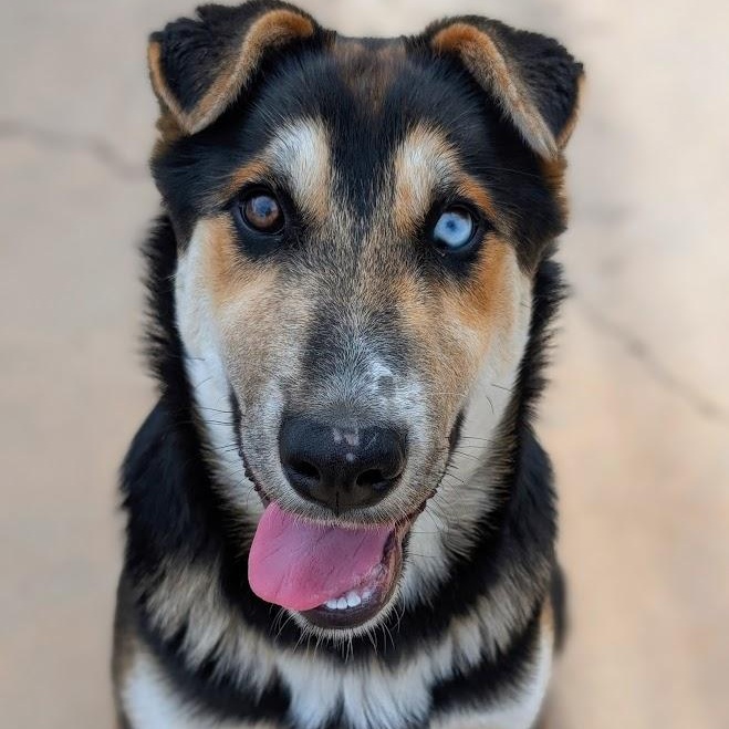 Enlarge Dr Pepper, an adopted mixed breed in Mountain Center, CA image 2/2