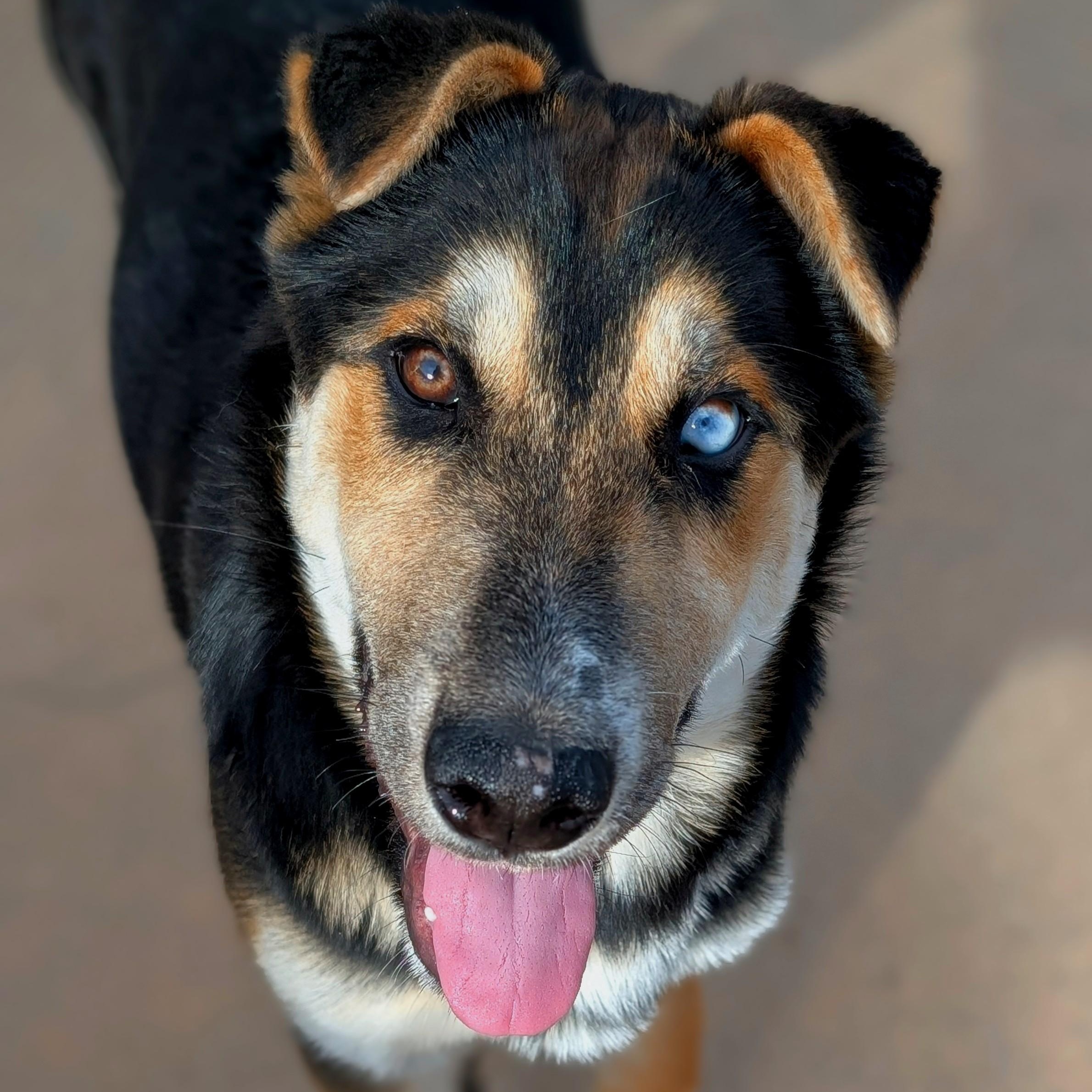 Enlarge Dr Pepper, an adopted mixed breed in Mountain Center, CA image 1/2