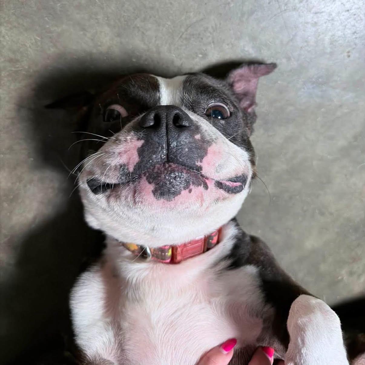 Layla, an adopted Boston Terrier in Indianapolis, IN image 2/4