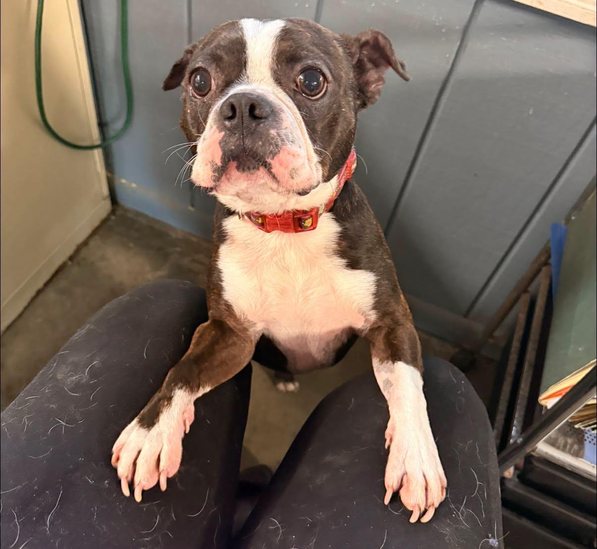 Layla, adopted, Adult Female Boston Terrier.