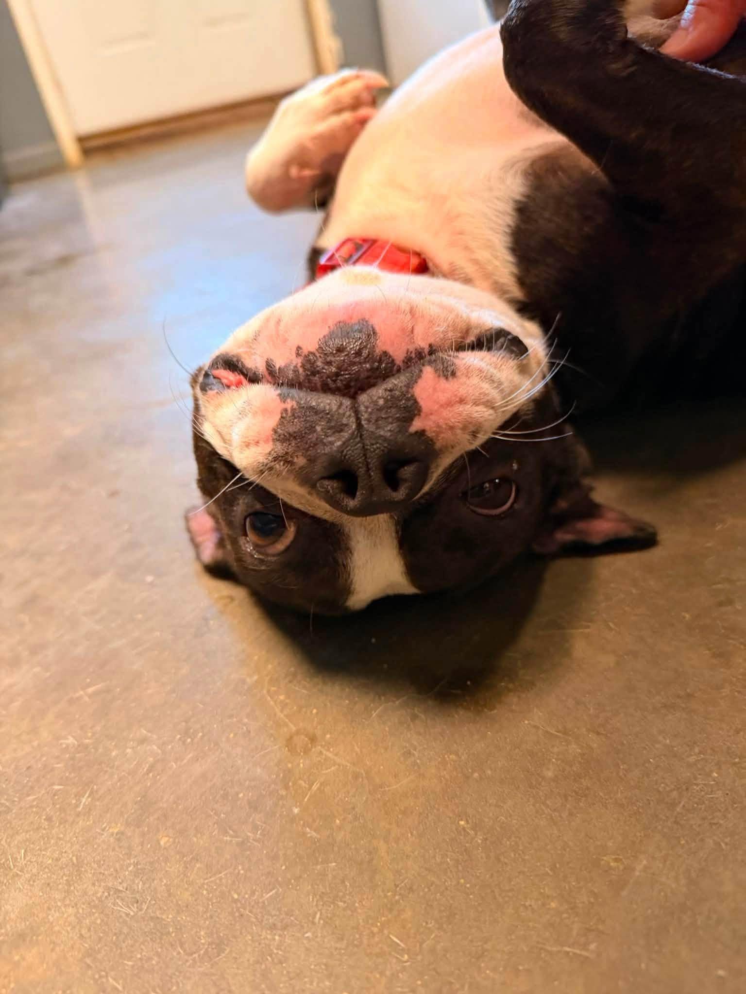 Layla, an adopted Boston Terrier in Indianapolis, IN image 3/4