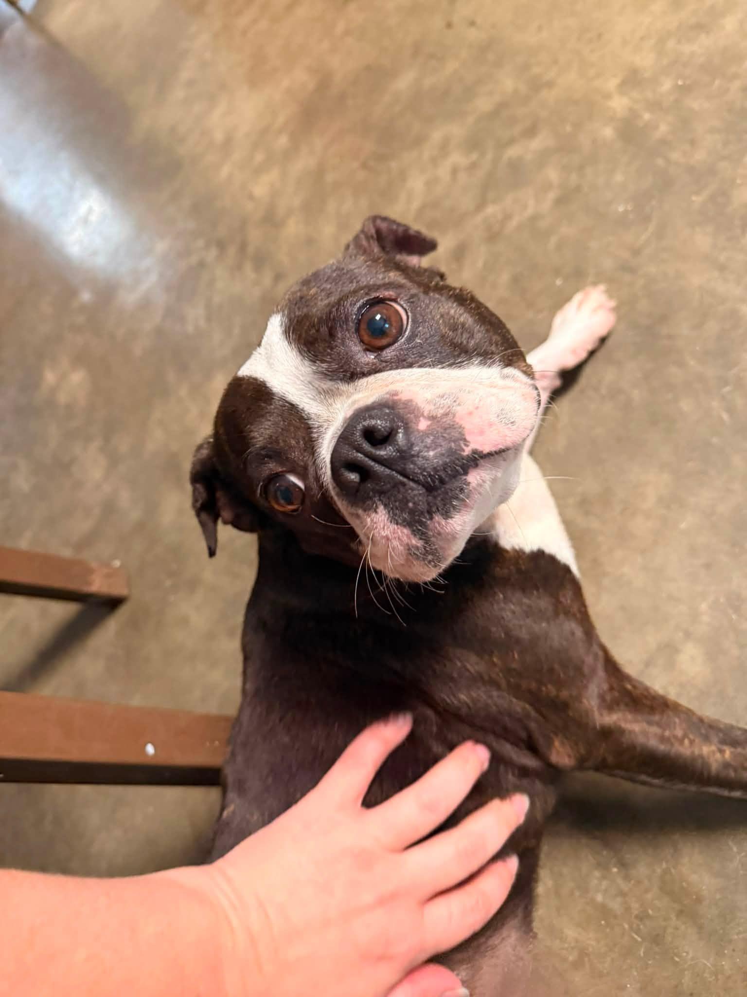 Layla, an adopted Boston Terrier in Indianapolis, IN image 4/4