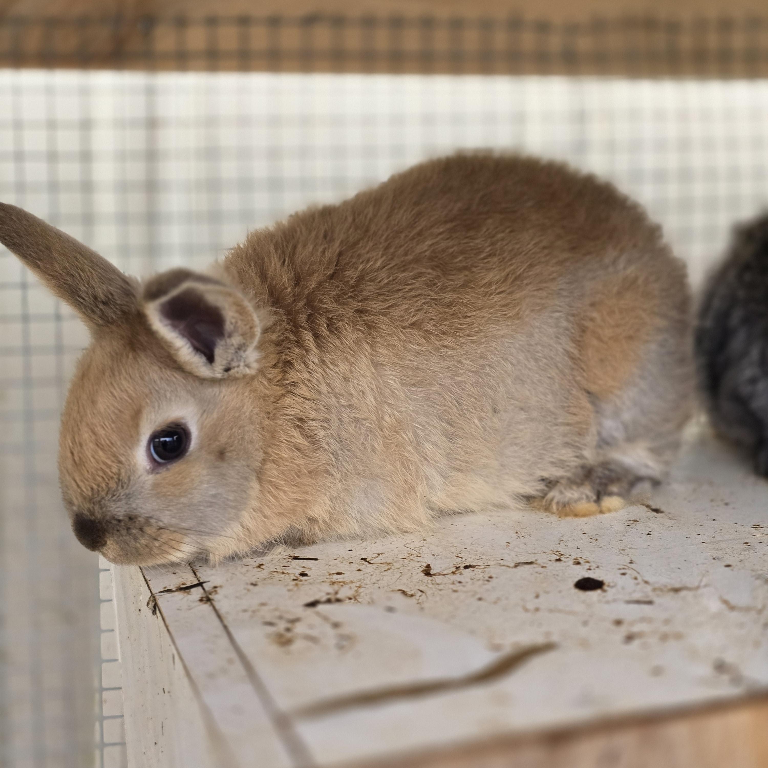 Rudy, ADOPTABLE, Baby Male Lionhead.