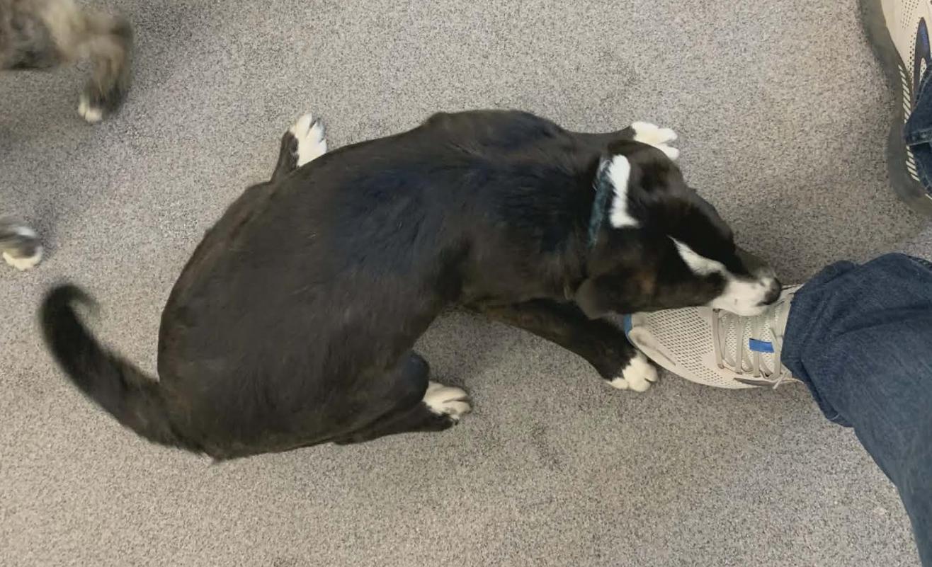 Joey, Adoptable, Young Male Collie & Mixed Breed.