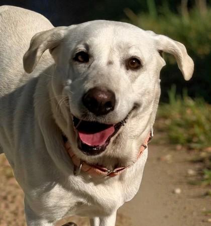 Layla, adoptable, Adult Female Labrador Retriever & Great Pyrenees.