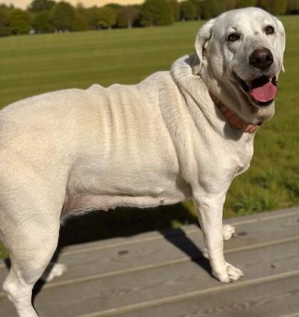 Enlarge Layla, an adoptable mixed breed in Inverness, FL image 2/2