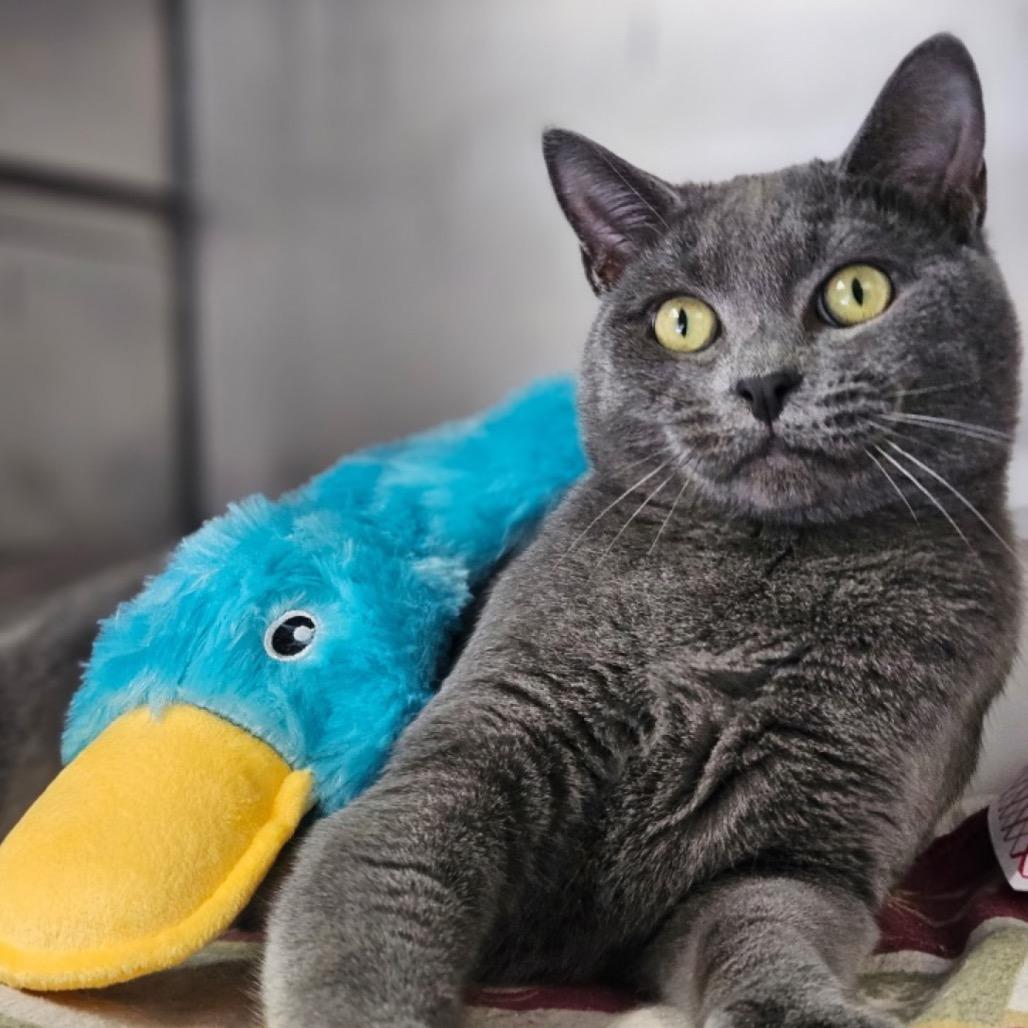 Enlarge Bobby, a Adoptable Domestic Short Hair in Walden, NY image 1/1