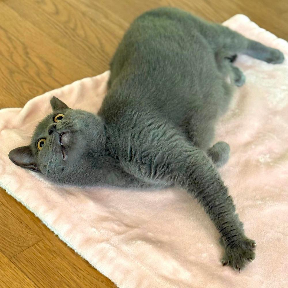 Enlarge Ivy, a Adoptable Domestic Short Hair in Raleigh, NC image 1/6