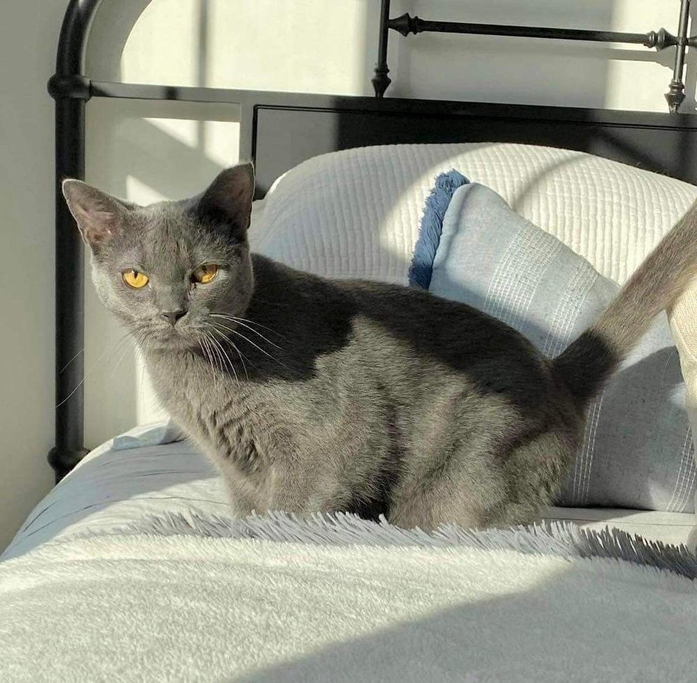 Enlarge Ivy, a Adoptable Domestic Short Hair in Raleigh, NC image 2/6