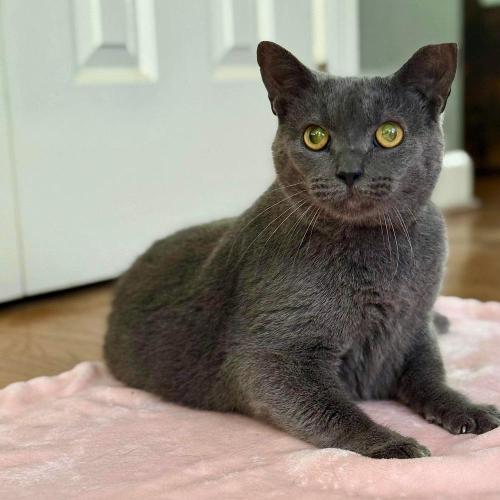 Enlarge Ivy, a Adoptable Domestic Short Hair in Raleigh, NC image 3/6