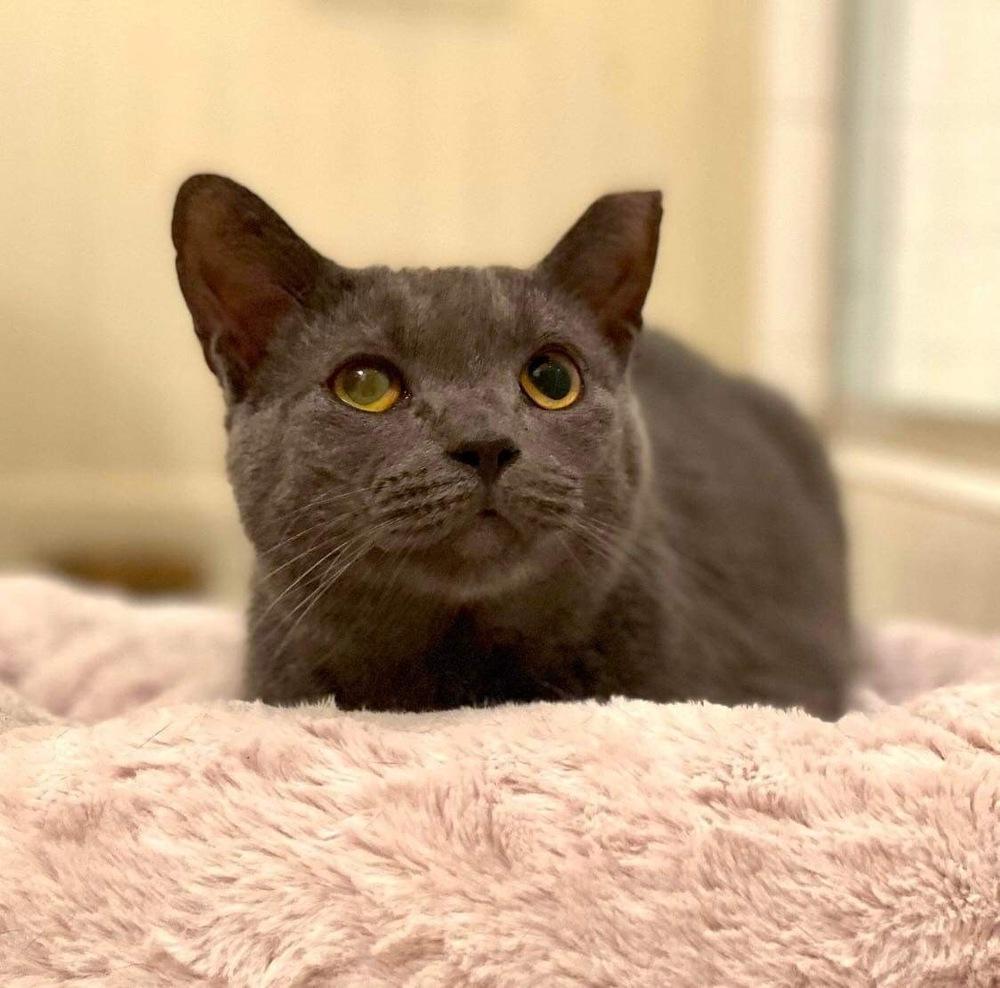 Ivy, Adoptable, Adult Female Domestic Short Hair.