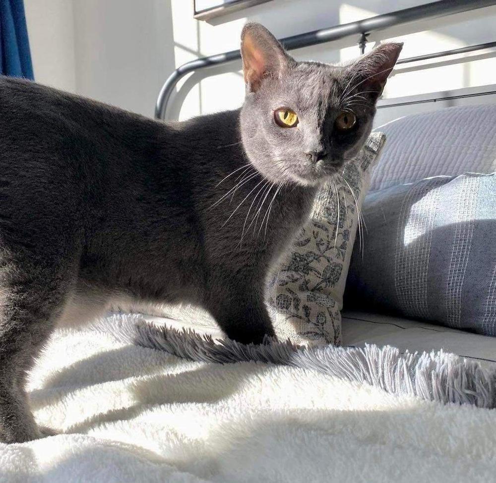 Ivy, Adoptable, Adult Female Domestic Short Hair.