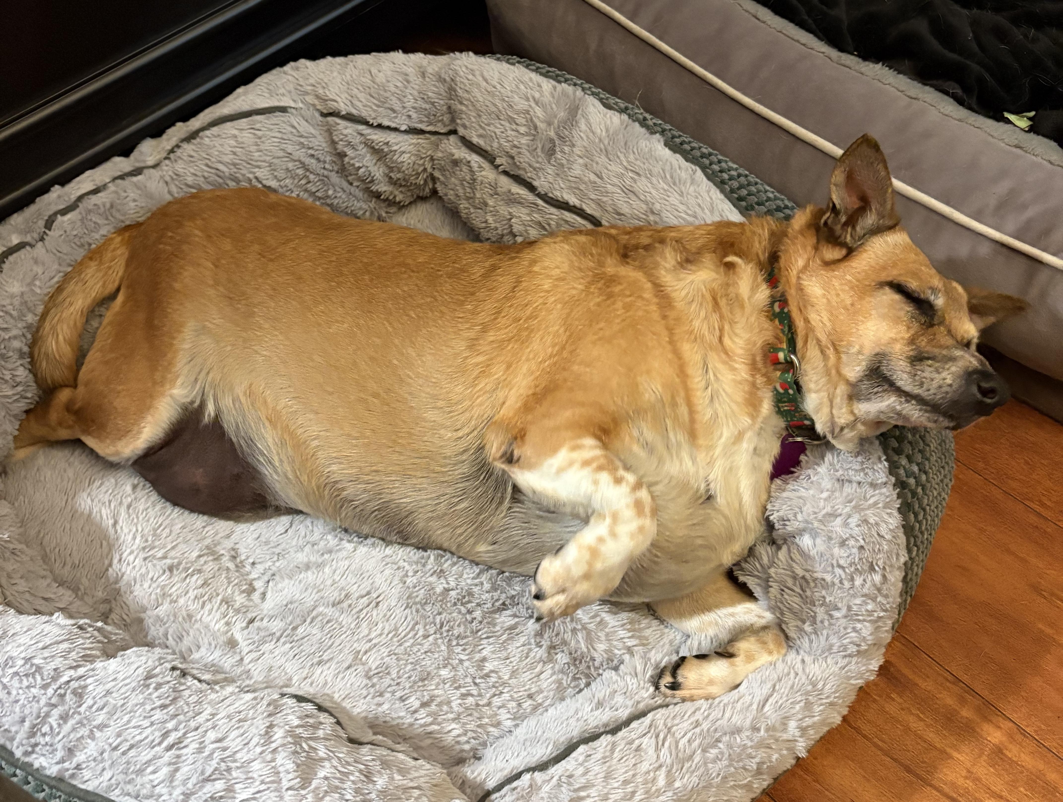 Enlarge Fanny, a Adoptable mixed breed in Brooklyn, NY image 4/6