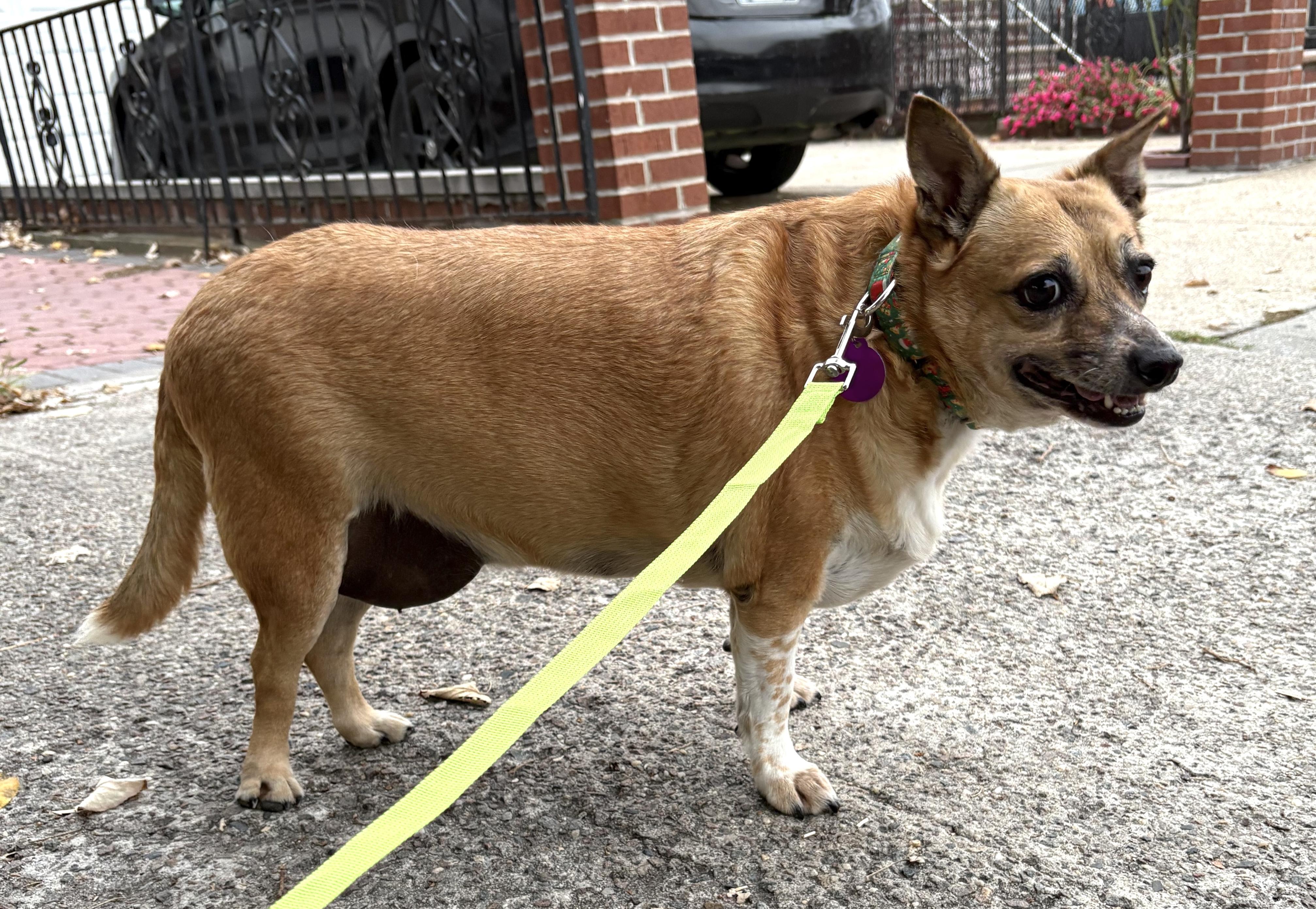 Enlarge Fanny, a Adoptable mixed breed in Brooklyn, NY image 6/6