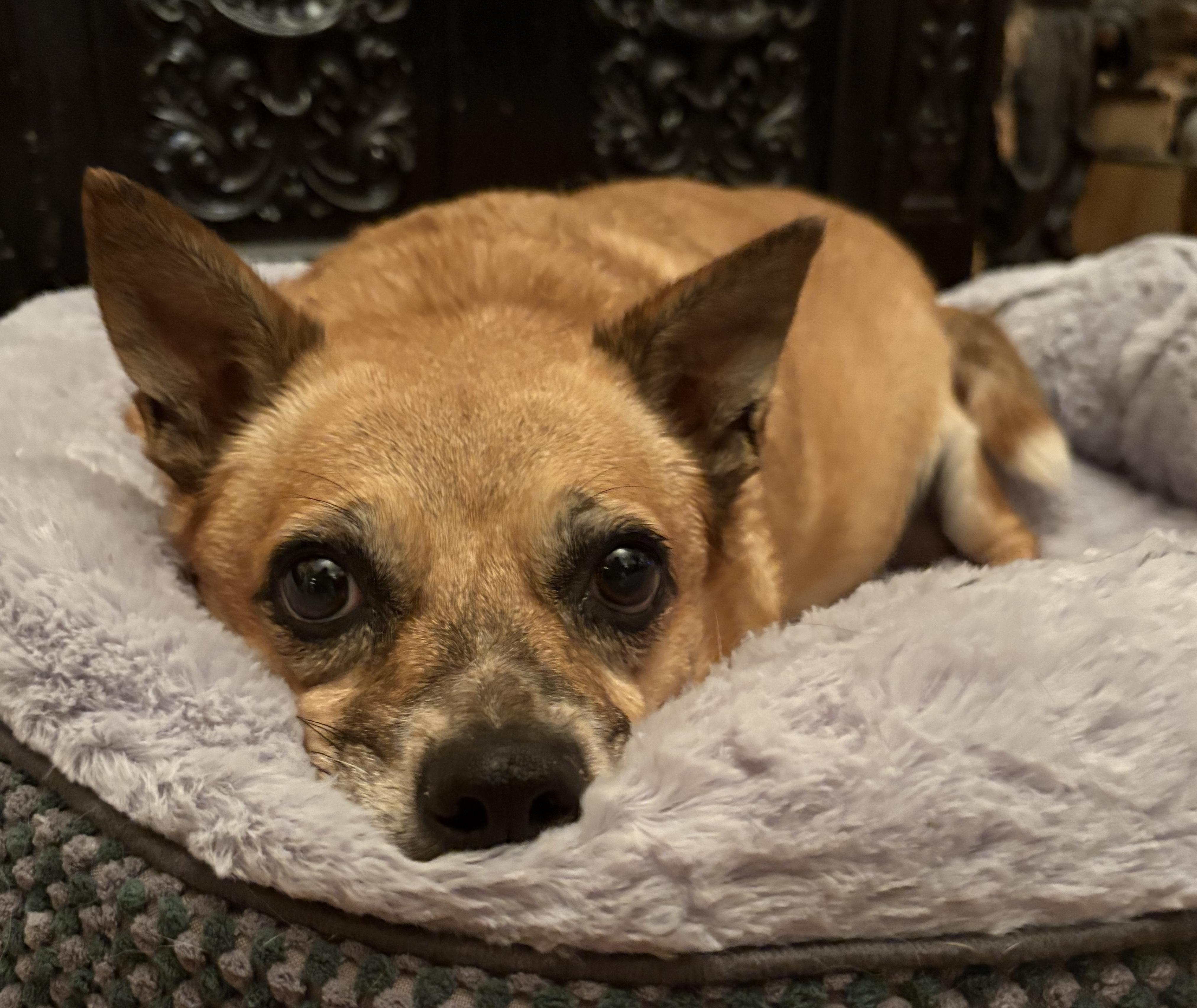 Enlarge Fanny, a Adoptable mixed breed in Brooklyn, NY image 2/6